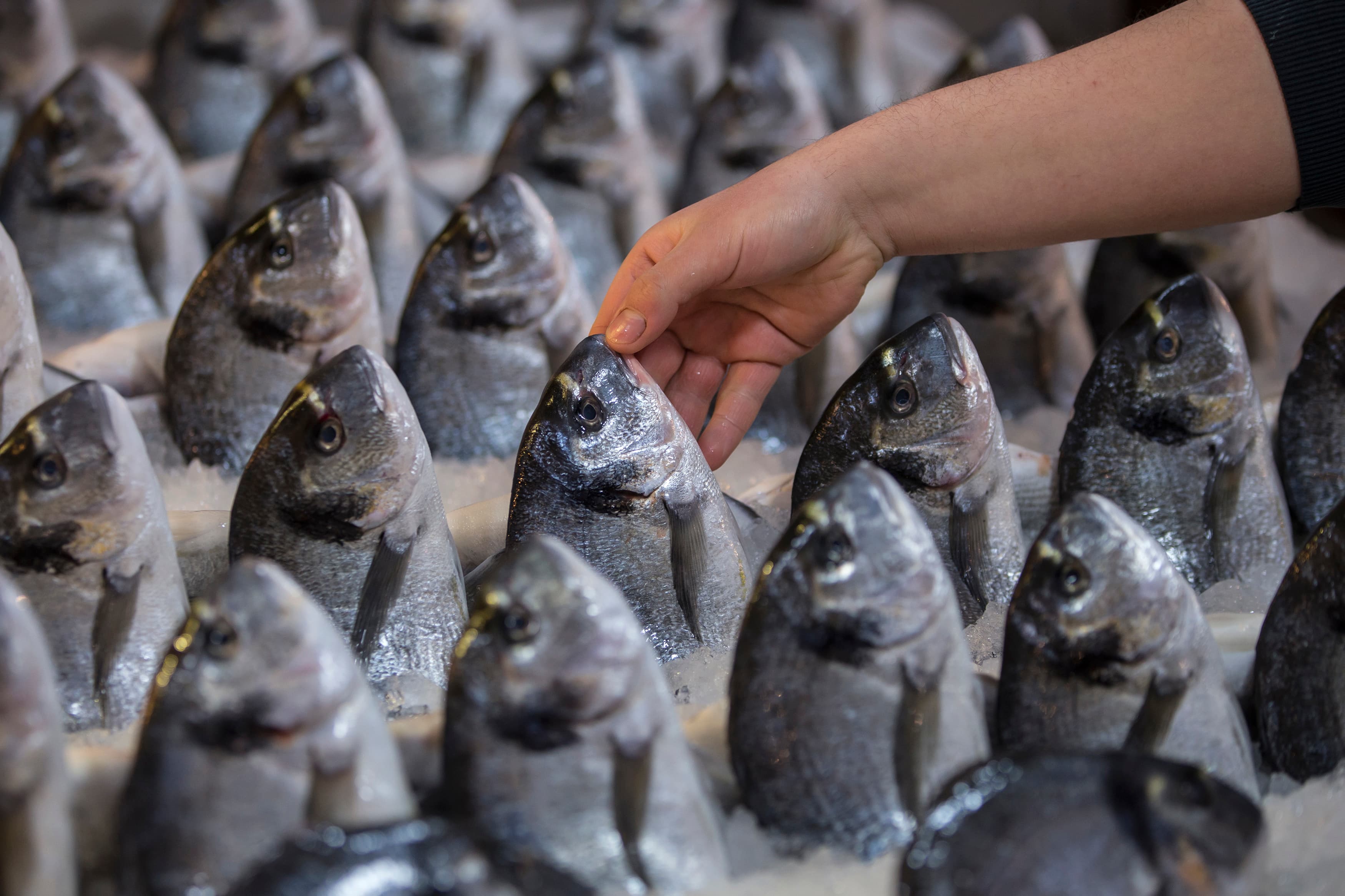 A man offers his fish for sale at a central fish market in Athens, Greece.