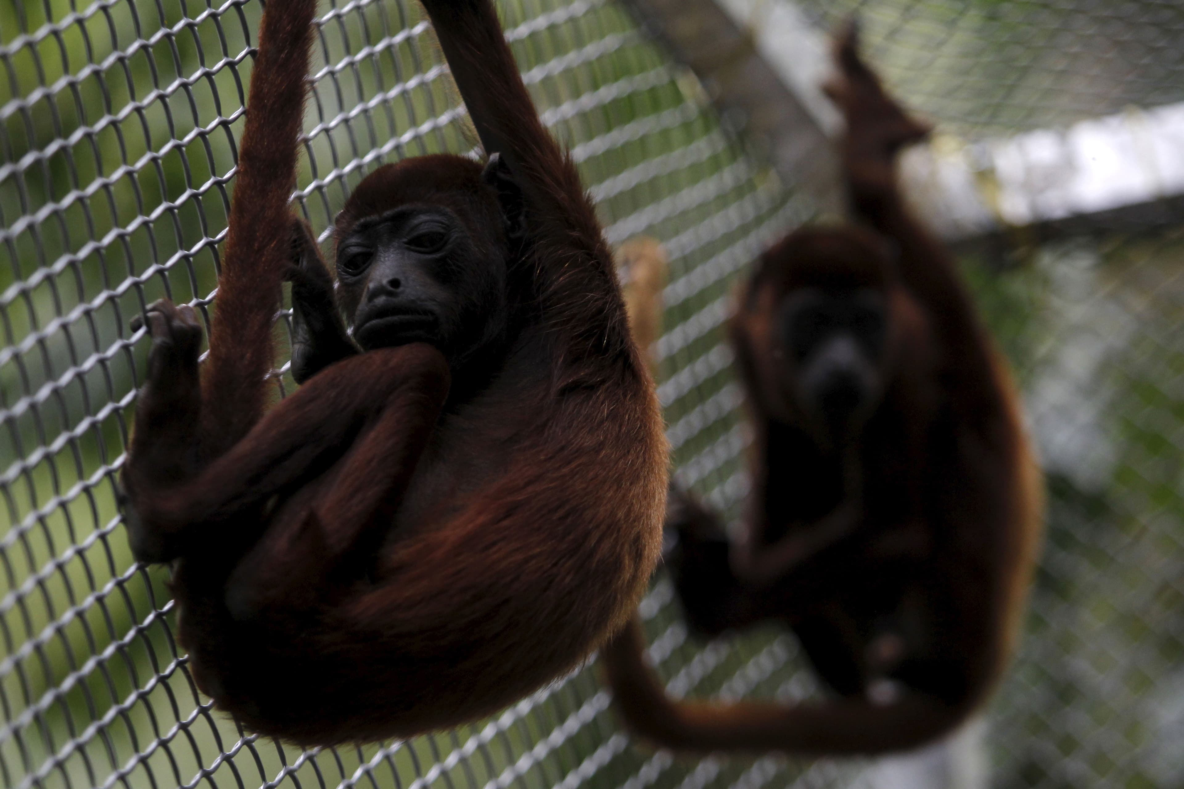 Howler monkeys