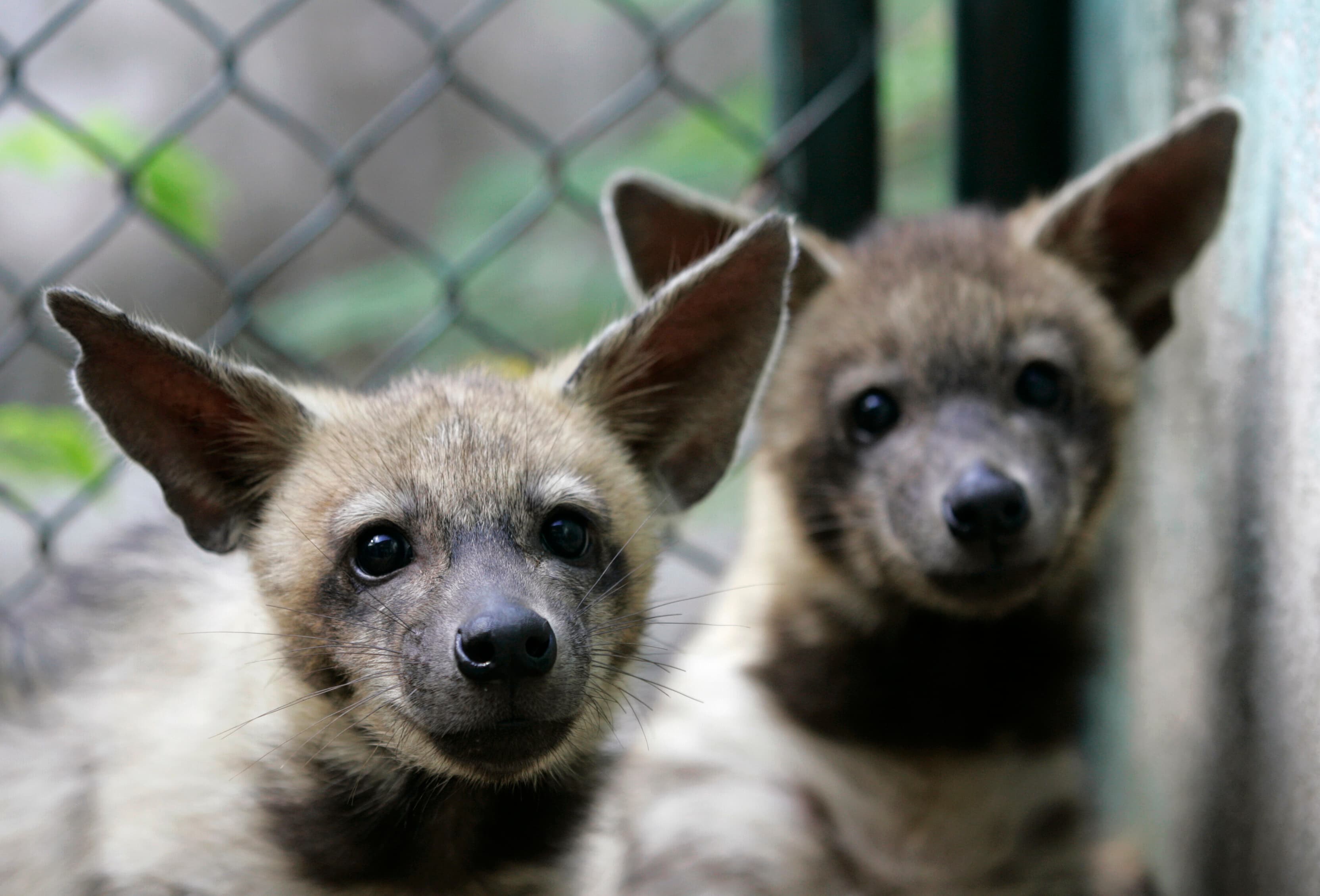 Baby hyenas