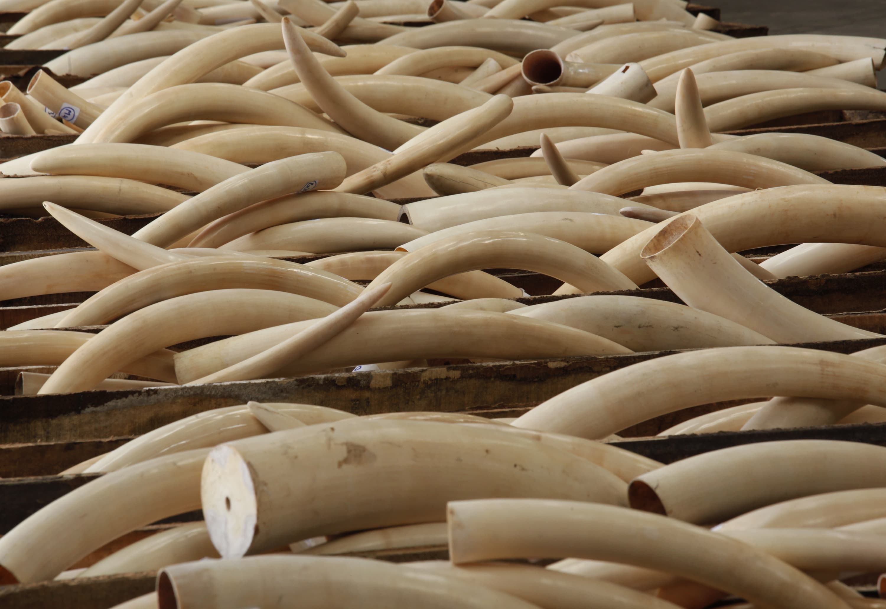 Tanzanian police arrest "Ivory Queen"