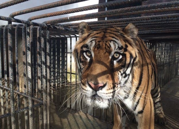 Phevos prepares to travel to the US.