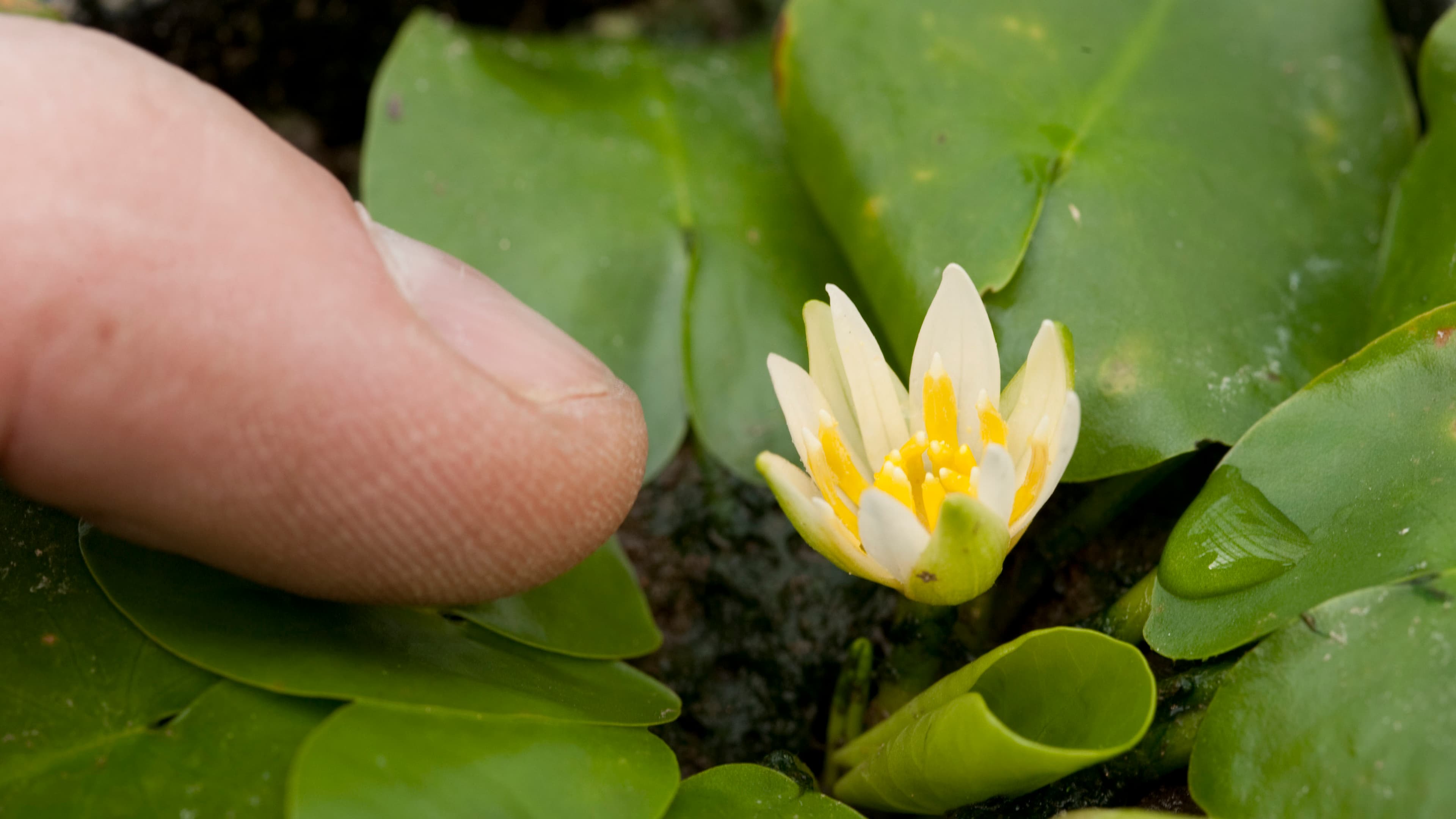 Nymphaea thermarum