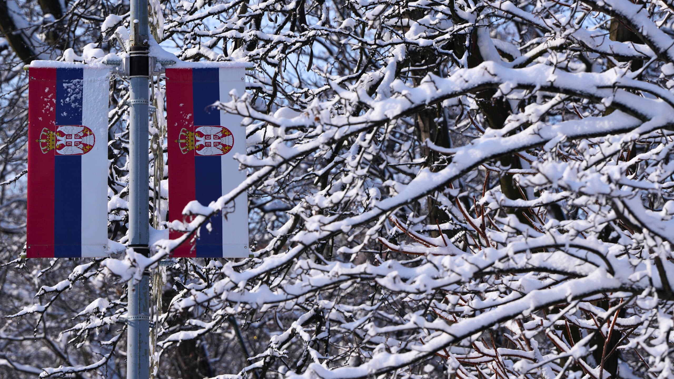 Two Serbian flags hang on a pole surrounded by snow-covered tree branches.