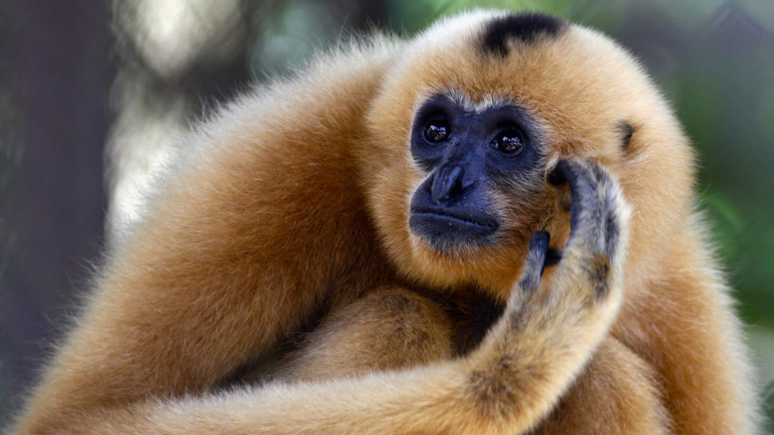 A gibbon with golden fur and a black face, resting its hand on its cheek while looking contemplatively to the side.
