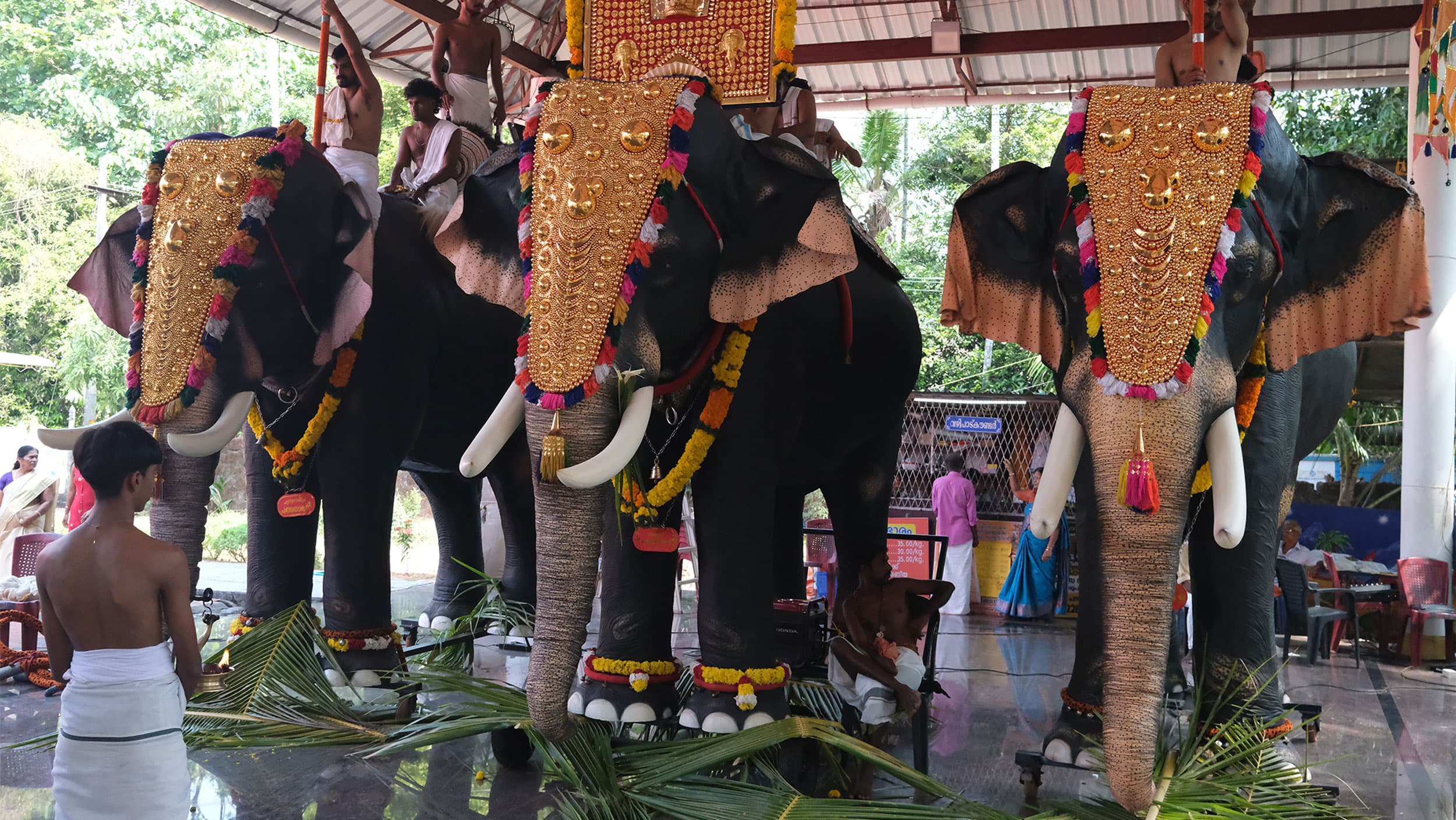 Three decorated elephants adorned with colorful ornaments and gold headdresses stand in a sheltered area with attendants nearby.