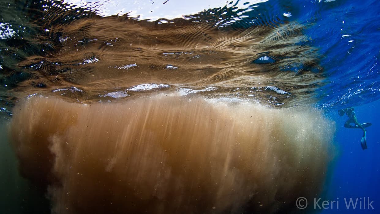 Sperm whale defecating near photographer Keri Wilk