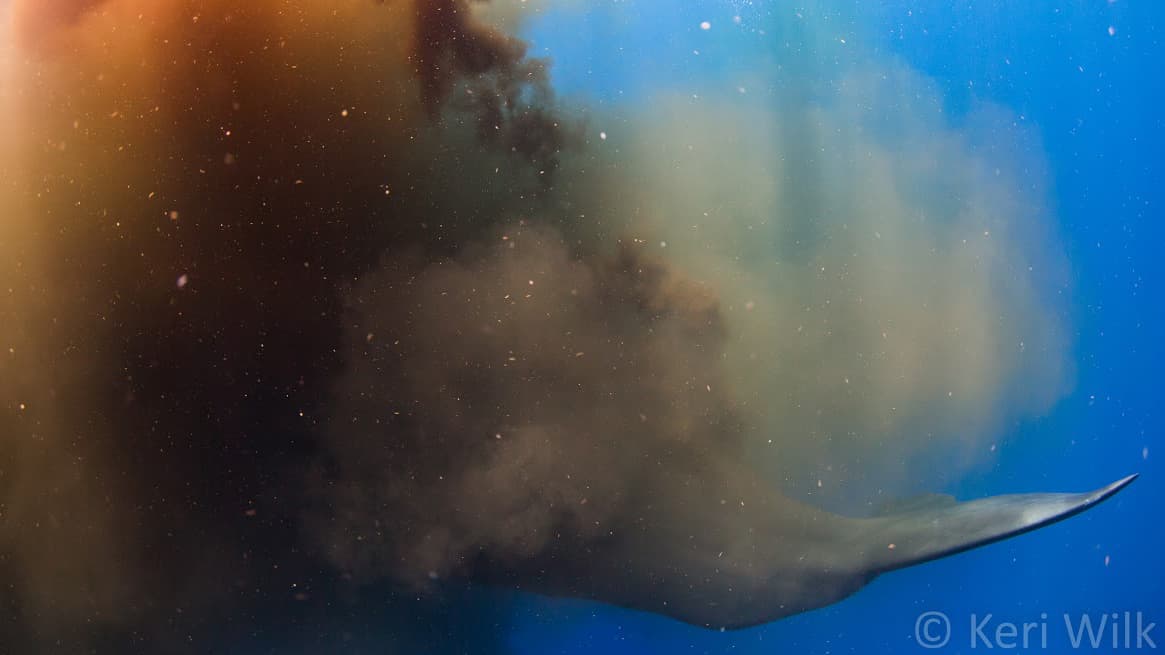 Sperm whale defaecating near photographer Keri Wilk