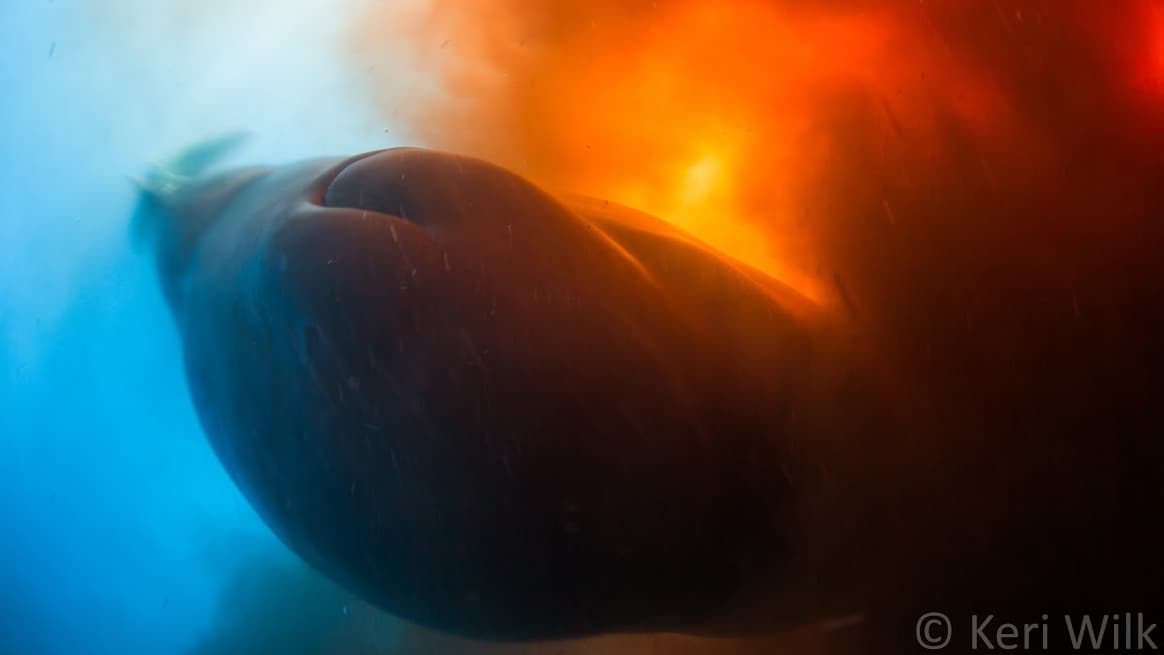Sperm whale defaecating near photographer Keri Wilk