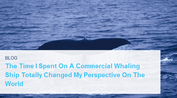  em ClickHole /em  blogged  em Moby Dick /em  this week