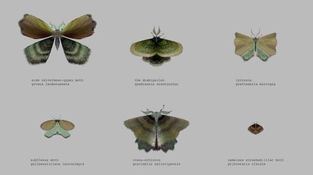 An array of moths from @mothgenerator