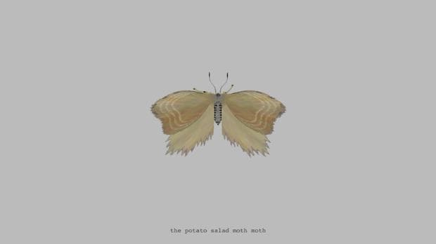 The Potato Salad Moth Moth