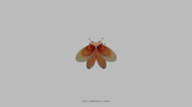The Tableaux Moth