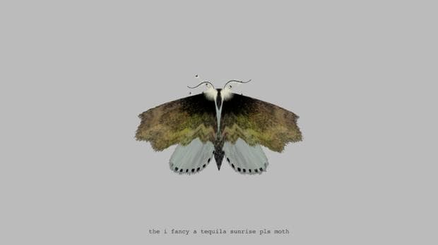 The I Fancy a Tequila Sunrise Pls Moth