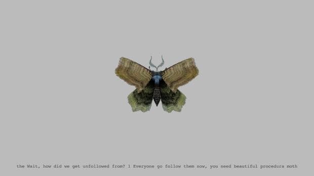 The Wait, How Did We Get Unfollowed... Moth