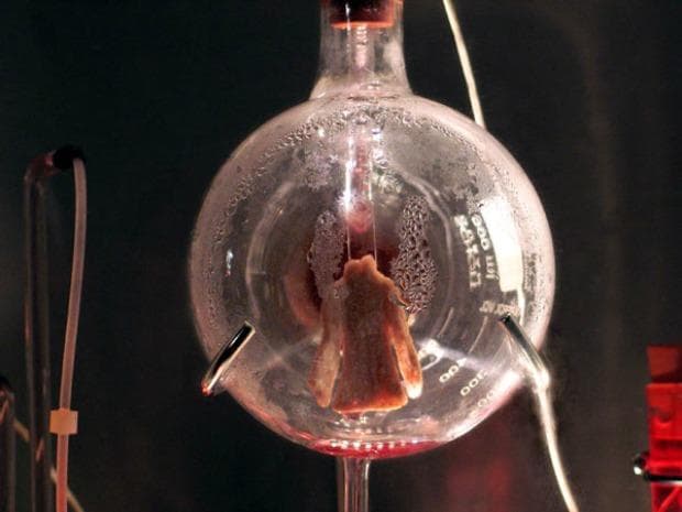 Ionat Zurr and Oron Catt's 'Victimless Leather' Jacket, 2004