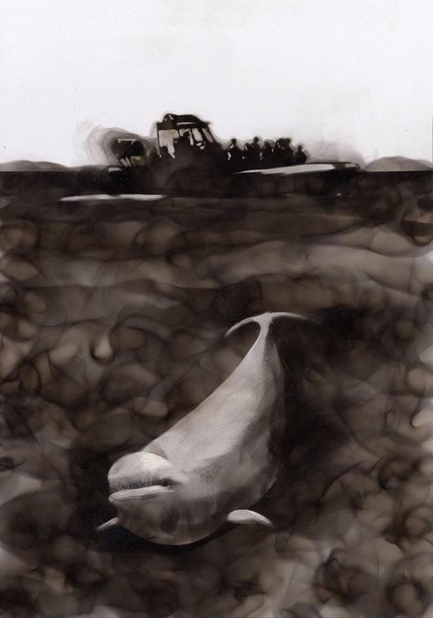 Beluga 2, 2014, soot on paper, 20 x 14 in.