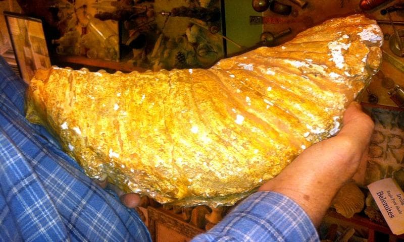 Fossilized teeth from mammoth, horse and bison
