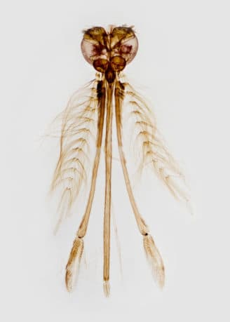 Anopheles gambiae