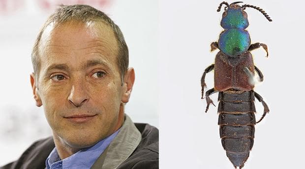 David Sedaris = Darwinilus sedarisi