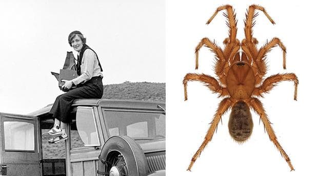 Dorothea Lange = Aptostichus dorothealangeae