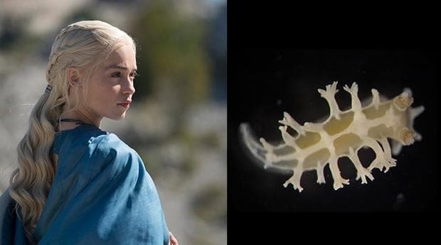 Khaleesi = Tritonia khaleesi Vasconcelos