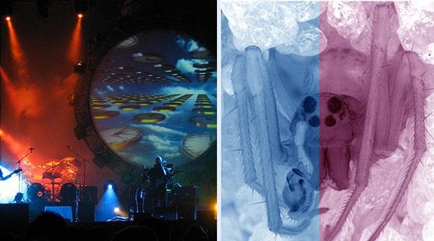 Pink Floyd = Pinkfloydia harveii