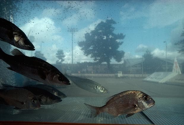 View of the Hagi city landscape through a fish aquarium in Japan, 1980. (Photograph by Sam Abell, National Geographic Creative)