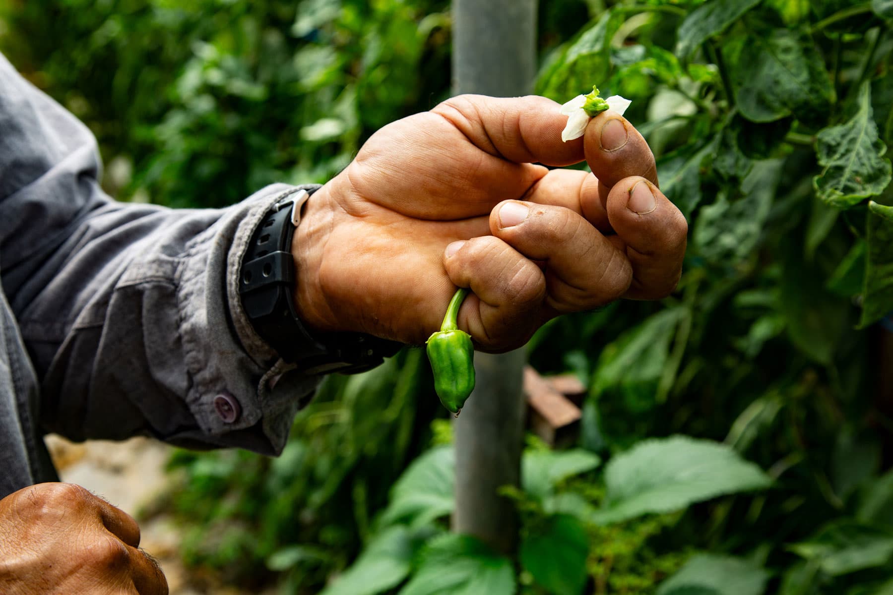 A close-up photo of hand holding a small green pepper.