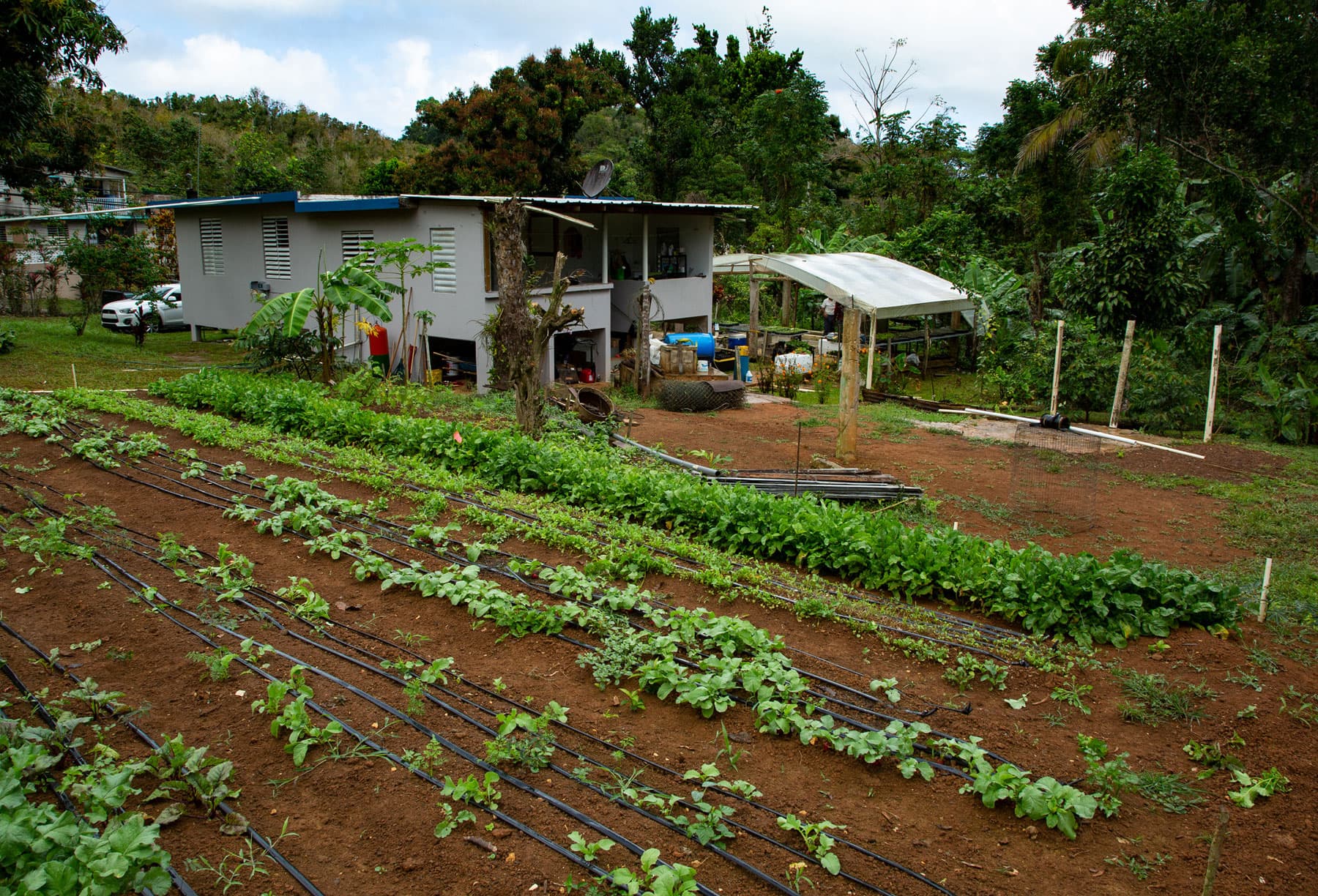 A wide shot photograph of several rows of crops and a gray building in the distance.