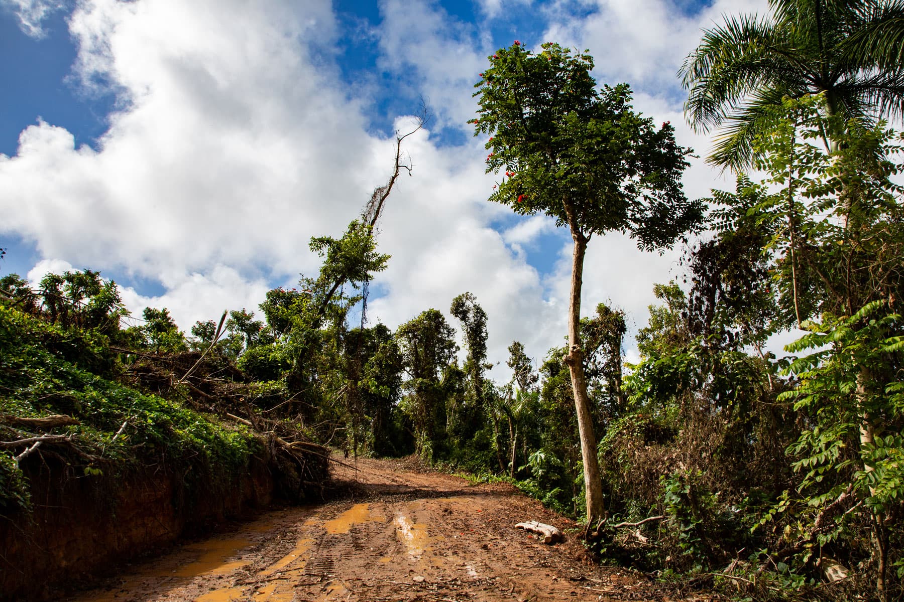 A muddy dirt road is show with overgrown green vegetation on both sides.
