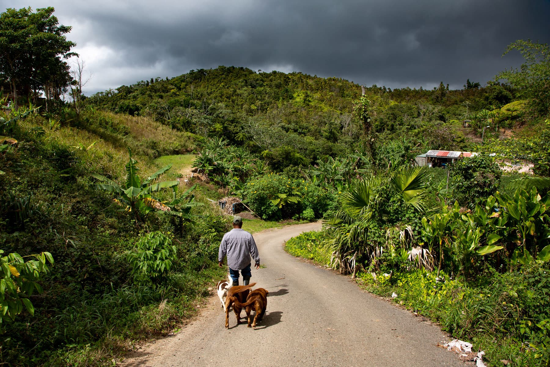 Alfonso Díaz is show walking away from the camera with his two brown and one spotted dogs following behind him.