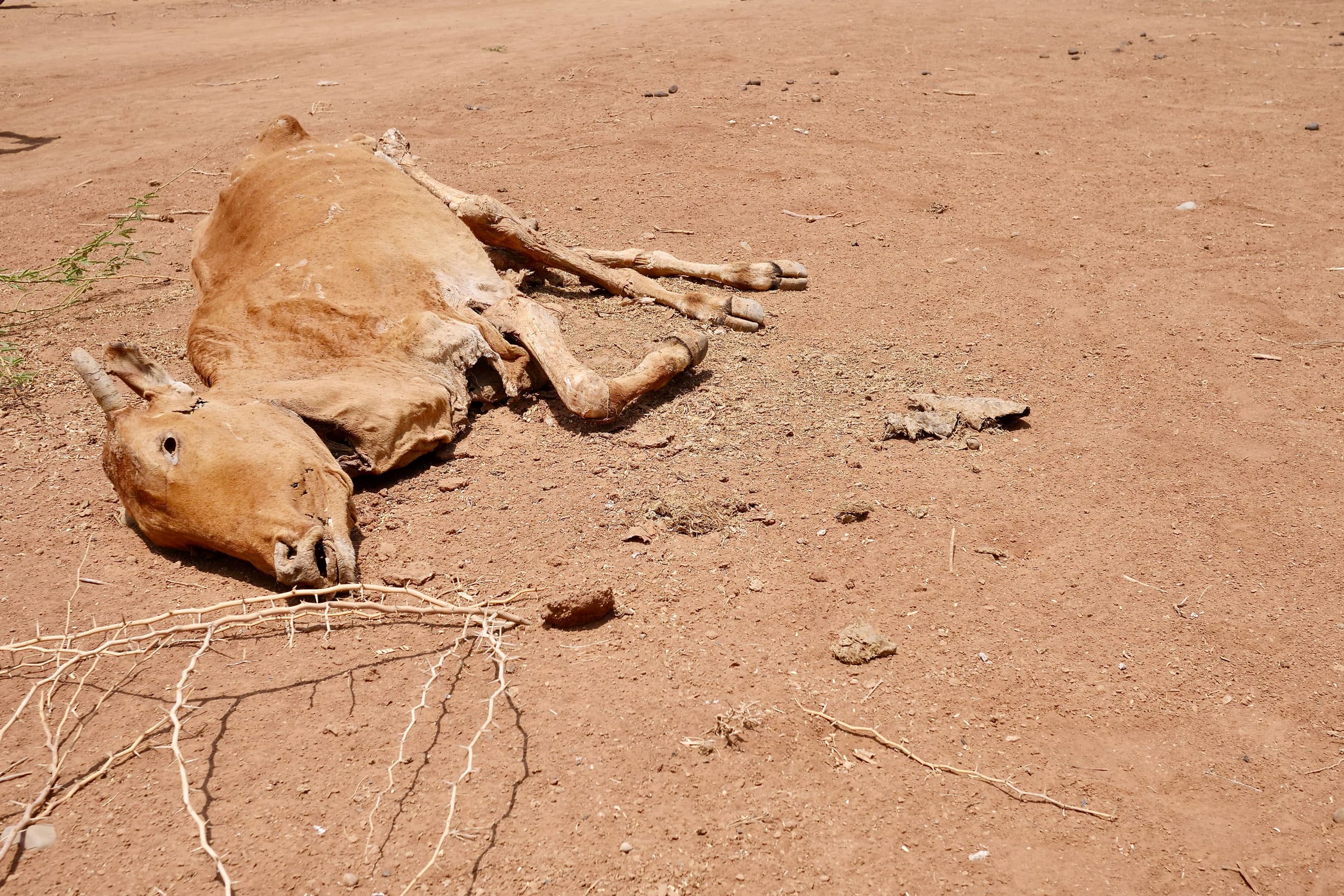 Carcasses of dead livestock lie outside a camp for internally displaced people in Luuq, Somalia, March 21, 2022.