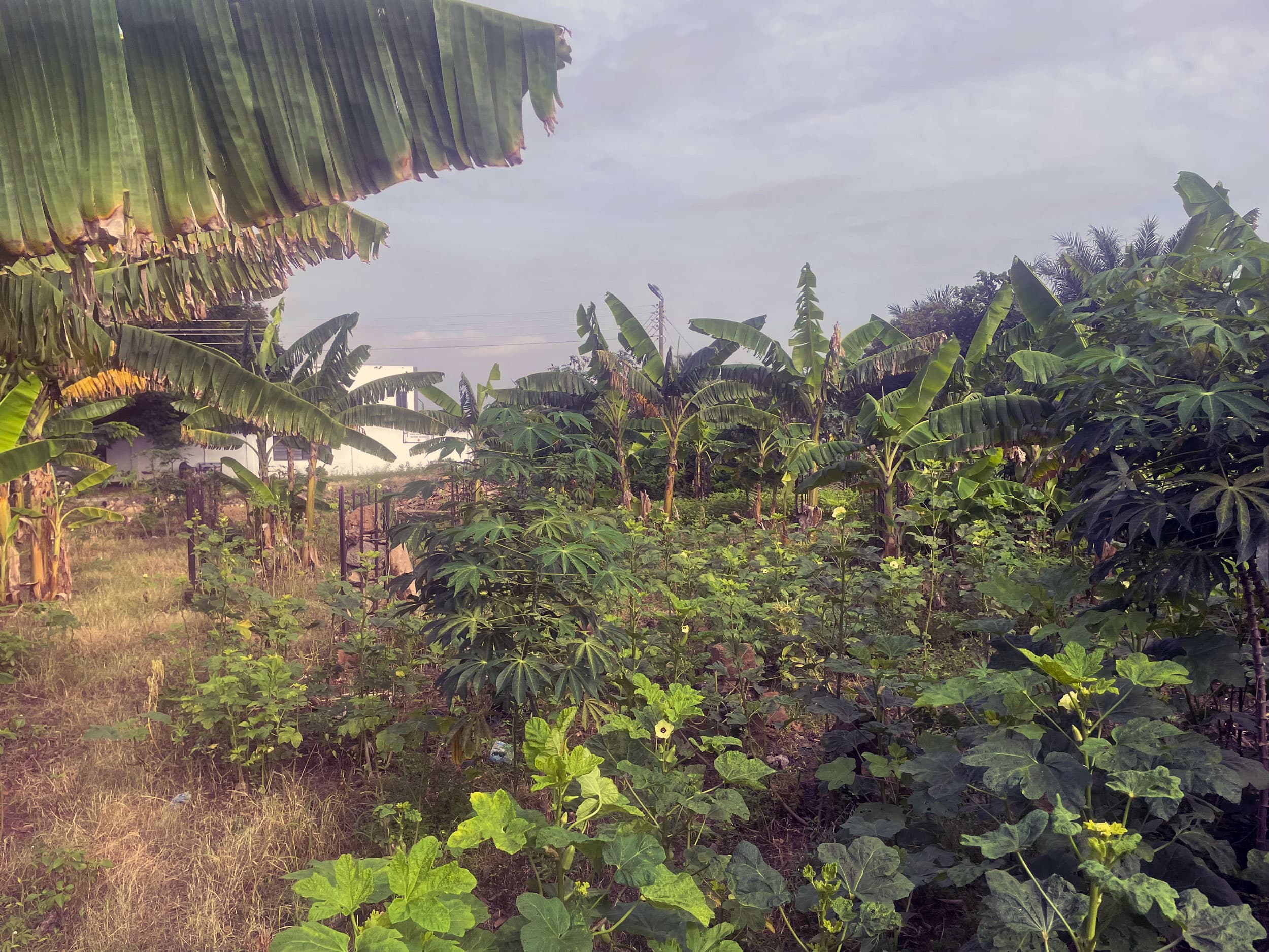 Ahmed Kassim's 1.5-acre vegetable farm in Accra, Ghana.