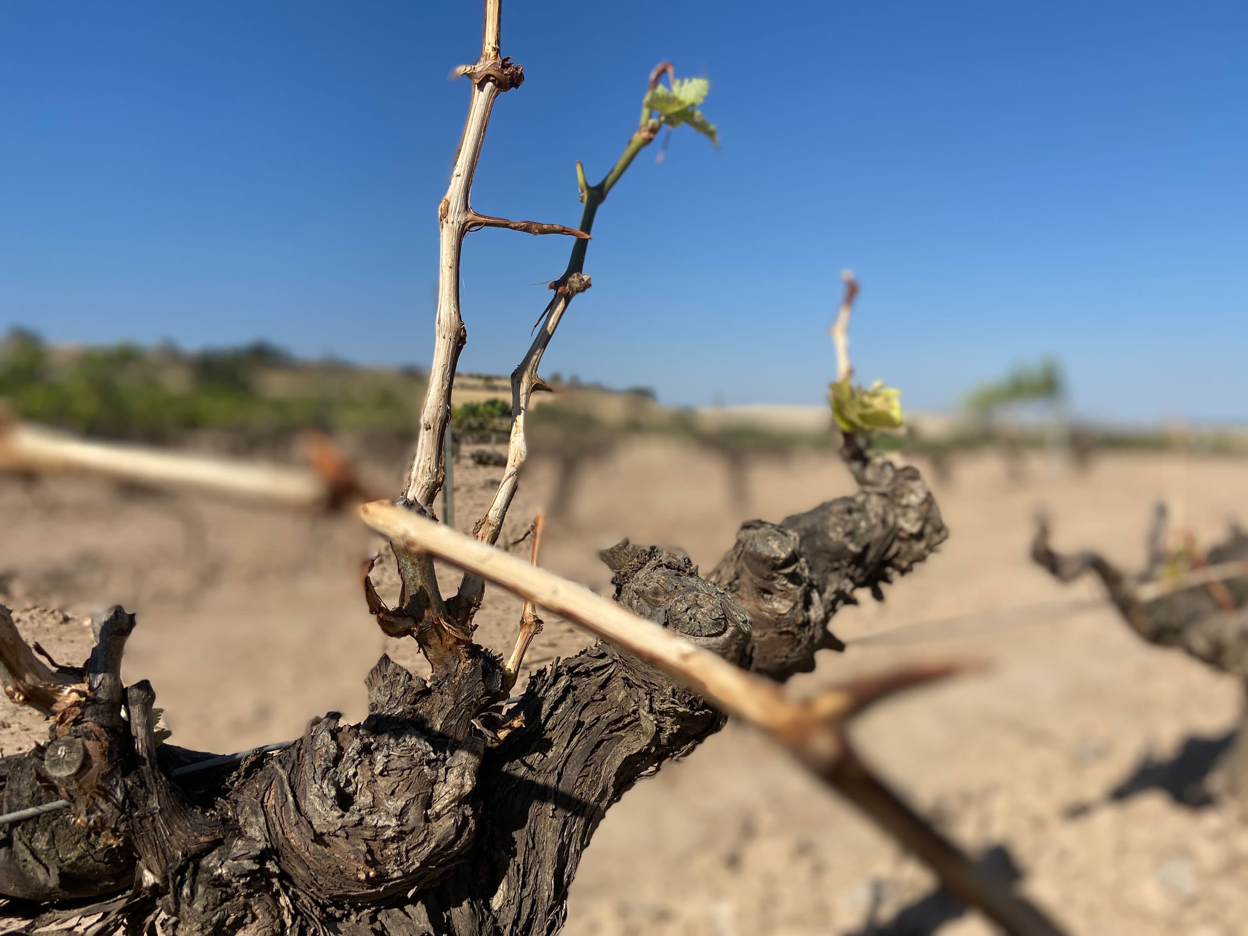 A grapevine has been killed off by marauding rabbits.