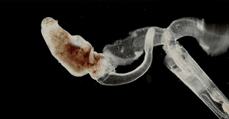 Gymnosome Devouring a Thecosome