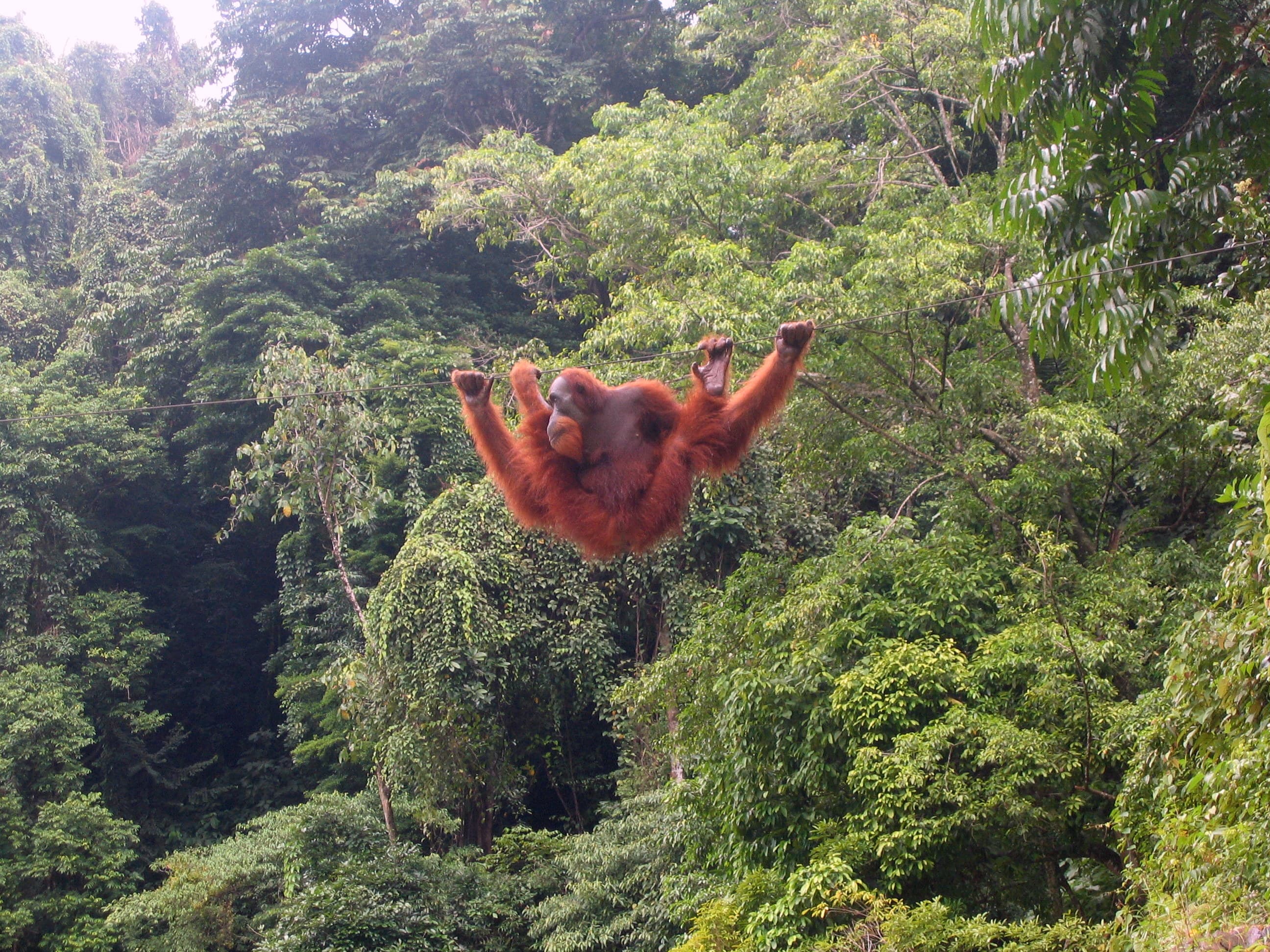 An orangutan
