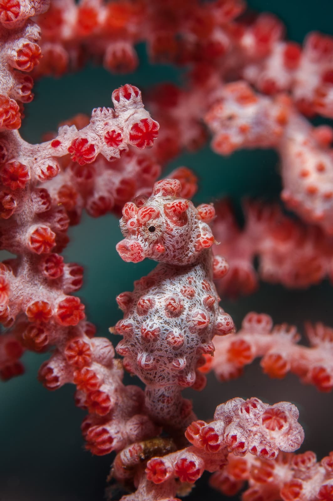 Bargibant’s pygmy seahorses